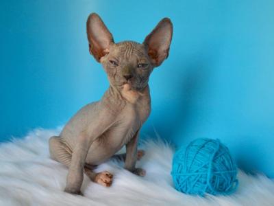 Kitten DBE - Sphynx - Gallery Photo #1