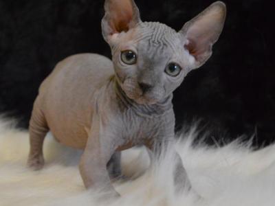 Kitten - Sphynx - Gallery Photo #1