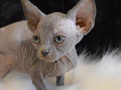 Kitten Blue - Sphynx - Gallery Photo #1