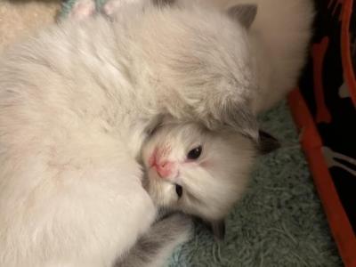 Ragdoll Kittens - Ragdoll - Gallery Photo #1