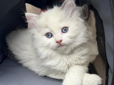 Ragdoll Male - Ragdoll - Gallery Photo #1