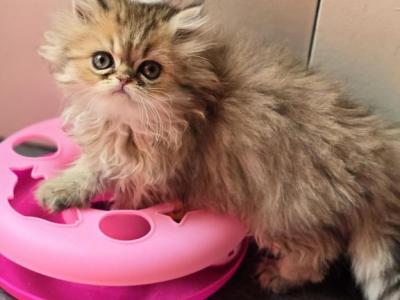 Persain Female Shaded Golden  Honey - Persian - Gallery Photo #1