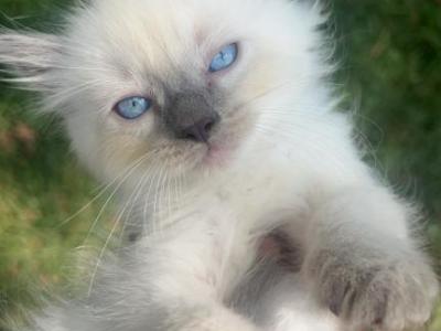 Read Boy - Ragdoll - Gallery Photo #1