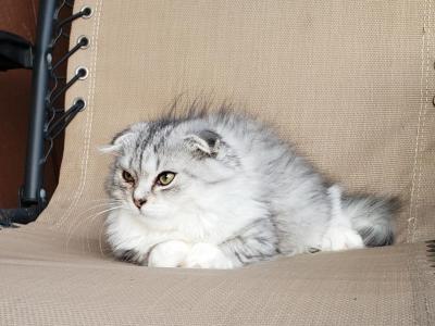 Harly - Scottish Fold - Gallery Photo #1