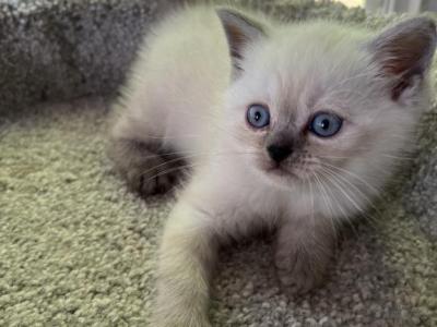 Ragdoll Blue Point Males - Ragdoll - Gallery Photo #1