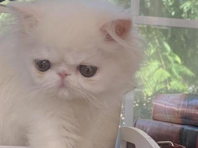 Pure White Babies - Persian - Gallery Photo #1