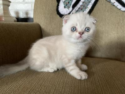 Button - Scottish Fold - Gallery Photo #1