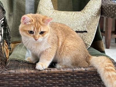 Lucky - British Shorthair - Gallery Photo #1