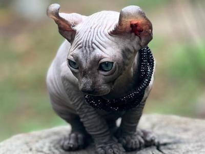 Odry - Sphynx - Gallery Photo #1