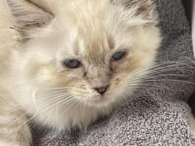 Seal Lynx Mitted Female - Ragdoll - Gallery Photo #1