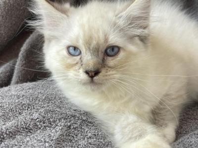 Tica Seal Lynx Mitted Male - Ragdoll - Gallery Photo #1