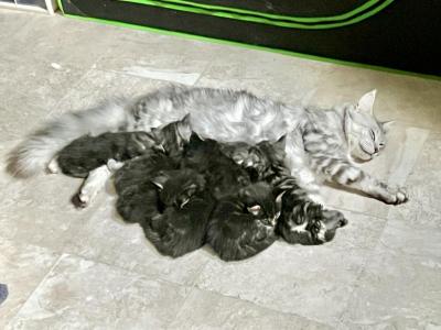 Litter 4 Weeks - Maine Coon - Gallery Photo #1