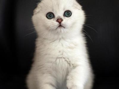 Molly - Scottish Fold - Gallery Photo #1