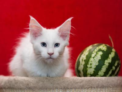 Ice - Maine Coon - Gallery Photo #1