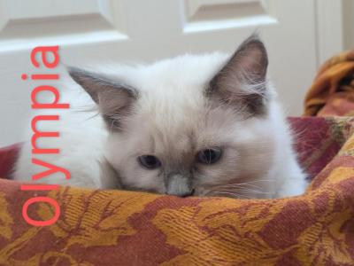 Lacey's Beautiful Ragdolls - Ragdoll - Gallery Photo #1