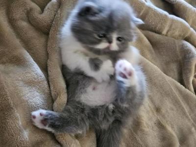 Dumpling & Romeo's Litter - Persian - Gallery Photo #1