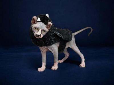 Purradox Elgin - Sphynx - Gallery Photo #1