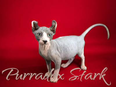 Purradox Stark - Sphynx - Gallery Photo #1