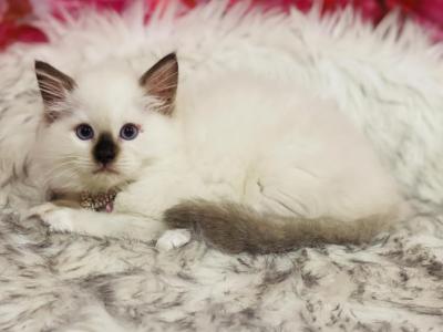 Chocolate Point Mitted - Ragdoll - Gallery Photo #1