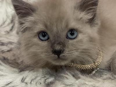 Blue Point Female - Ragdoll - Gallery Photo #1