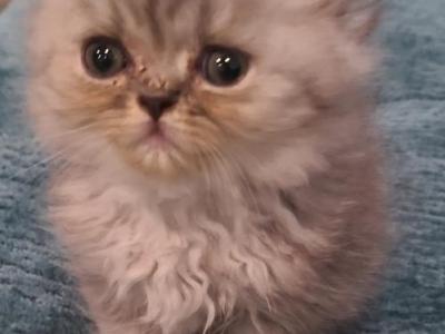 Pebbles Litter - Persian - Gallery Photo #1