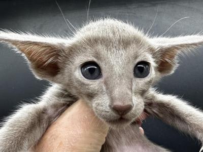 LIlac Female Oriental Shorthair Kitten OSH - Oriental - Gallery Photo #1