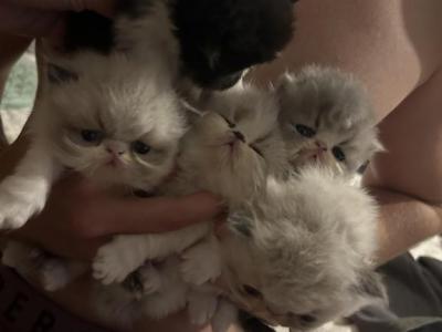 Perian Kitties - Persian - Gallery Photo #1