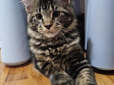 SONIA - Maine Coon - Gallery Photo #1