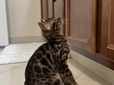 Olive - Bengal - Gallery Photo #1