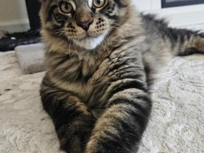 Tiger - Maine Coon - Gallery Photo #1