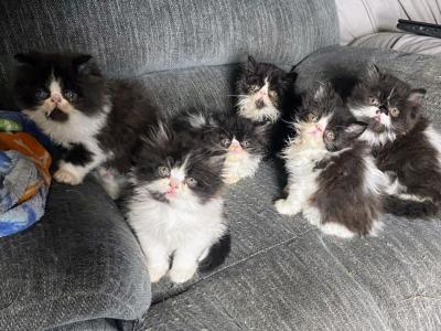 King Louis Elvira Litter - Exotic - Gallery Photo #1