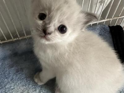 Automnes Kittens - Persian - Gallery Photo #1