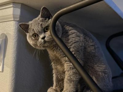 Blossom - British Shorthair - Gallery Photo #1