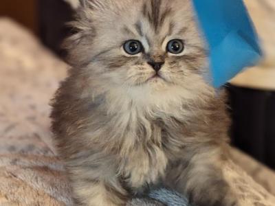 Lovable Persian CFA Registered Kitten - Persian - Gallery Photo #1