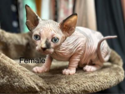 Beautiful Sphynx Kittens - Sphynx - Gallery Photo #1