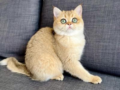 Purebred British Female Kitten Golden Color - British Shorthair - Gallery Photo #1