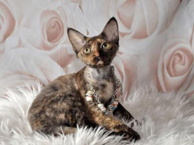 Kira - Devon Rex - Gallery Photo #1