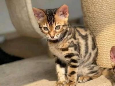 Arie - Bengal - Gallery Photo #1