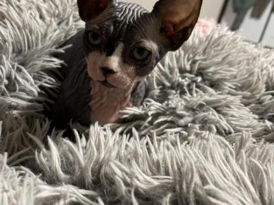 Bicolor Bambino - Sphynx - Gallery Photo #1