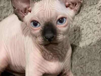 Seal Point - Sphynx - Gallery Photo #1