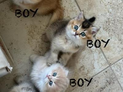 Scottish Fold & Straight Kittens 3 Boys & 1 Girl - Scottish Fold - Gallery Photo #1