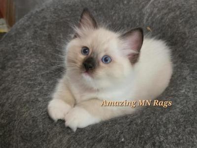 Red Collar - Ragdoll - Gallery Photo #1