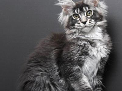 Camelia - Maine Coon - Gallery Photo #1