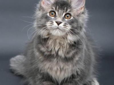 Anita Polydactyl - Maine Coon - Gallery Photo #1