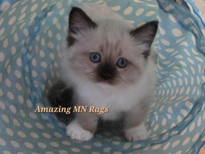 Green Collar - Ragdoll - Gallery Photo #1