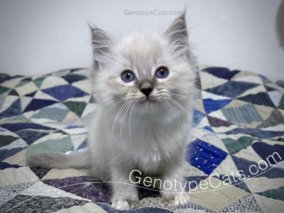 Aidan - Ragdoll - Gallery Photo #1