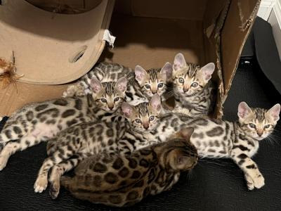 Mias First Litter NJ - Bengal - Gallery Photo #1