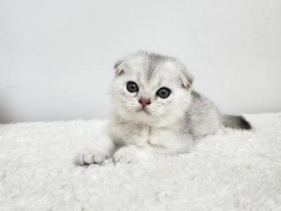 Scottish Fold Silver Chinchilla Calvin - Scottish Fold - Gallery Photo #1