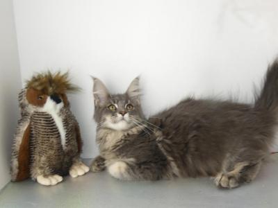 Wonder Woman - Maine Coon - Gallery Photo #1