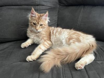 Darcy - Maine Coon - Gallery Photo #1